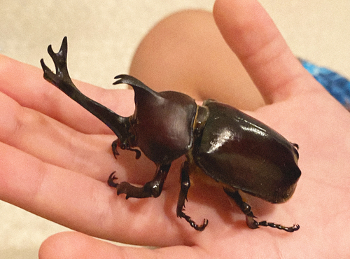 カブトムシ